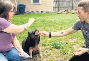  ?? JASON RUITER/STAFF ?? Robin Donnelly and James DuMars feed Karma, their 2-year-old pet pig, in their backyard in Tavares. The couple is asking the city to change its code to allow pet pigs within city limits.