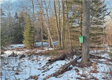  ?? PHOTOS BY SUSAN PIKE ?? A sap bucket hangs from a tap on a red maple tree. The warm days and cold nights of the past week have created ideal conditions for sap flow, which is used to make maple syrup.