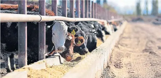  ?? LA VOZ/ARCHIVO ?? CARNE. Desde la semana pasada, el costo de la hacienda se incrementó en un 35%. El año pasado, el valor de la carne se situó unos 30 puntos por debajo de la inflación general.