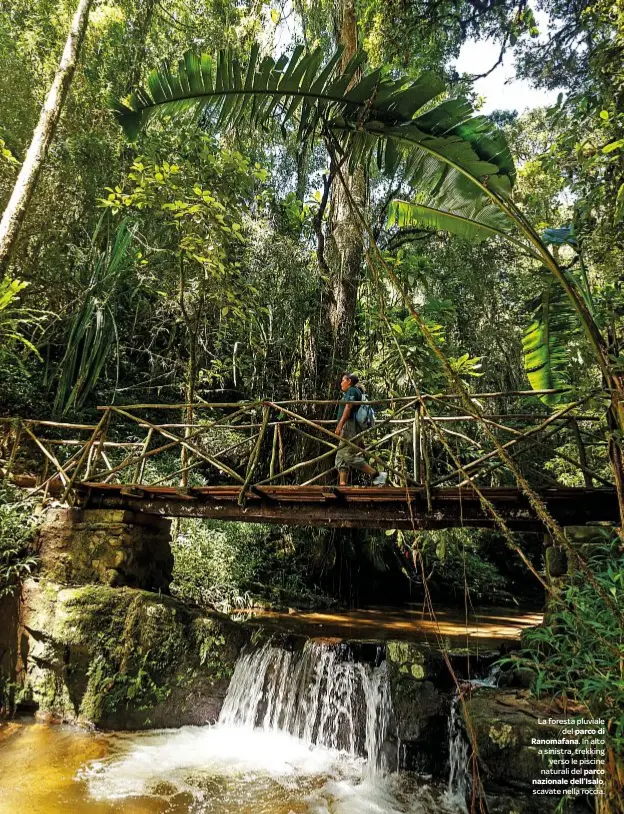  ??  ?? La foresta pluviale
del parco di Ranomafana. In alto a sinistra, trekking
verso le piscine naturali del parco nazion7ale dell’IsaloE, DOV scavate nella roccia.