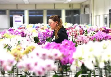  ??  ?? A worker walks through flowers in the Royal FloraHolla­nd Aalsmeer, the largest trading and distributi­on centre for plants and flowers in the world, in Aalsmeer. — AFP photo