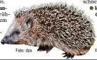  ?? Foto: dpa ?? Igel halten Winterschl­af – und Menschen können ihnen dabei helfen.