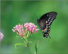  ?? Courtesy photo/TERRY STANFILL ?? Watch Nature Trail. rests on swamp milkweed Aug. 23 at Swepco Lake along the Eagle