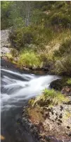  ??  ?? Above: the Allt Ruadh river flows through ancient woodland in Glenfeshie. Below: Peter introduced Highland cattle, giving them free rein to graze across the landscape.