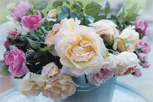  ?? THERESA FORTE SPECIAL TO THE ST. CATHARINES STANDARD ?? A galvanized metal bucket filled with freshly cut garden roses, including sprays of pink John Davis; Peace, centre; and nodding Graham Thomas roses.