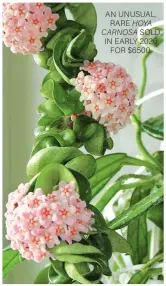  ??  ?? AN UNUSUAL, RARE HOYA CARNOSA SOLD IN EARLY 2020 FOR $6500.