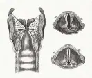  ?? Photograph: Getty Images ?? Anatomy of the larynx, published in 1893.