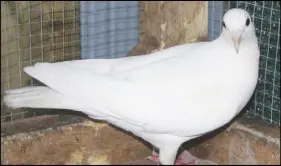  ?? LYNN CURWIN/TRURO DAILY NEWS ?? Bianca, the white dove, was thin and covered in lice when she arrived at the Cobequid Wildlife Rehabilita­tion Centre. She is now louse-free and gaining weight.