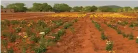  ??  ?? Flower and vegetable cultivatio­n by women in an unused land at Bhatigam village under Boriguma block in Odisha’s Koraput district.