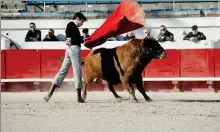  ?? - Crédits : GS ?? Le Chiclanero-Biterrois s’entrainer face à deux toros de la ganaderia Gallon