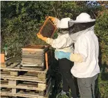  ??  ?? Château Haut-Rian family, beehives