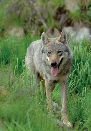  ??  ?? Specie protetta Per lo Stato i lupi vanno tutelati ma si sta discutendo sull’utilizzo di proiettili di gomma