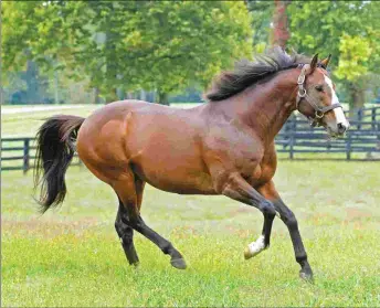  ?? BARBARA D. LIVINGSTON ?? The Spendthrif­t sire Into Mischief covered 245 mares on a $150,000 stud fee last year.