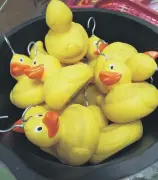  ??  ?? CALL THE QUACK: Fairground ducks waiting to be hooked at Littleboy’s of Kinsley.