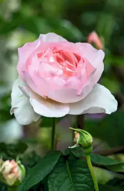  ??  ?? Layered in shades of pastel pink, ‘Lady Salisbury’ is a fragrant English shrub rose from David Austin.