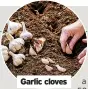  ?? ?? Garlic cloves