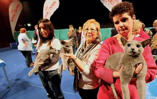  ?? ?? Amici a quattro zampe A sinistra, un’immagine della Mostra felina in Gran Guardia lo scorso anno A destra, un raduno di bulldog