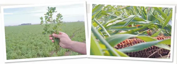  ??  ?? Alfalfa. La leguminosa sirve de reserva ante problemas con otros alimentos.