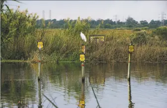  ?? Brandon Thibodeaux / New York Times 2018 ?? A great egret perches on a wildlife management area sign in Port Arthur, Texas. The Trump administra­tion plans to weaken a centuryold law protecting such migratory birds.