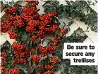  ?? ?? Be sure to secure any trellises