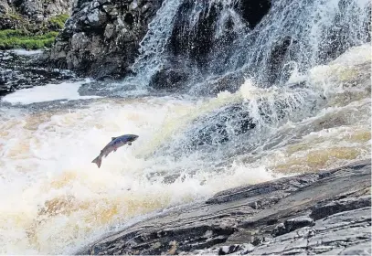  ??  ?? A scene to make your heart skip a beat – the view of a leaping salmon on the Alladale Wilderness Reserve.