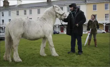  ??  ?? Gus Culleton and Clare Bonadio keep the horse calm while they wait for the Garda Equine Division.