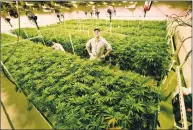  ?? Hearst Connecticu­t Media file photo ?? Advanced Grow Labs of West Haven is one of four medical-marijuana producers in Connecticu­t.