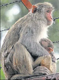  ?? BHARAT BHUSHAN/HT ?? MOTHER CARE: A monkey protects her young one from rain at Deer Park in Patiala on Sunday.