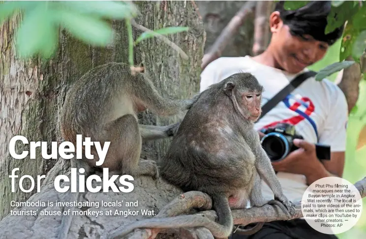  ?? ?? Phut Phu filming macaques near the Bayon temple in Angkor Wat recently. The local is paid to take videos of the animals, which are then used to make clips on Youtube by other creators. — Photos: AP