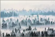  ?? FEDOR ZARKHIN/THE OREGONIAN VIA AP ?? In this photo from Sunday, smoke from a wildfire west of Sisters, Ore., blankets the Deschutes National Forest. Firefighte­rs in southern Oregon on Tuesday gained a toehold on a fire burning near the coastal town of Brookings, but new evacuation­s were ordered after a flare-up on a different complex of lightning-caused fires in a remote area near the California border.