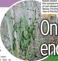  ?? ?? A common Ash Tree with wilting leaves shows the symptoms of ash dieback. Below, Fortingall Yew in Perthsire