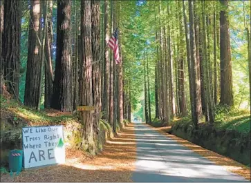  ?? Hailey Branson-Potts Los Angeles Times ?? RESIDENTS’ signs along Wonder Stump Road express their concerns that Del Norte County officials will remove the towering redwood trees that line the picturesqu­e country thoroughfa­re outside Fort Dick, Calif.