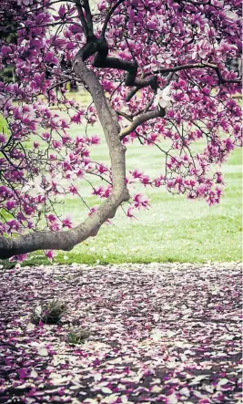  ??  ?? In bloom now: magnolia x soulangean­a.