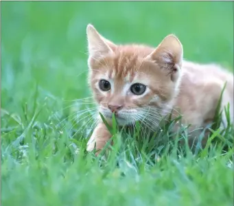  ??  ?? Cats have a strong instinct to hunt, even as kittens.