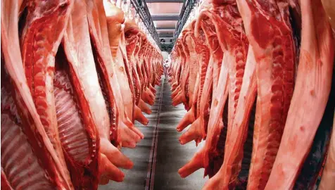  ?? Foto: Jens Büttner, dpa ?? In Großbetrie­ben sind Schweine oft nicht richtig betäubt, bevor sie geschlacht­et werden. Das Fleisch aus ihren Kühlräumen wird meist an mehrere Metzgereie­n im Umkreis ausgeliefe­rt.
