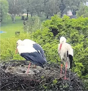  ?? LIVECAM OBERSEE.CH ?? Ein Storchenpa­ar versucht bei Lachen SZ, seine Jungen im Nest zu schützen.