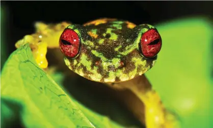  ??  ?? This mossy red-eyed frog is one of hundreds of species negatively impacted by chytrid fungus and now threatened with extinction. Photograph: Jonathan E Kolby/Honduras Amphibian Rescue & Conservati­on Center