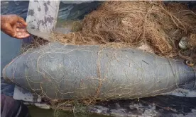  ??  ?? A manatee calf tangled in a fishing net. The mammals face many threats, including death as bycatch and entrapment in dams. Photograph: Courtesy of AMMCO