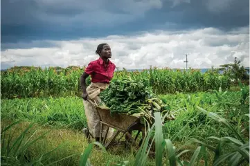  ?? ?? Reliance on informal economic activity makes it difficult for most African countries to raise revenue beyond consumptio­n taxes. Getty Images