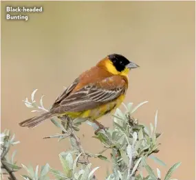  ??  ?? Black-headed Bunting