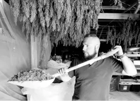  ?? AP ?? In this April 23, 2018 file photo, Trevor Eubanks, plant manager for Big Top Farms, shovels dried hemp.