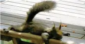  ??  ?? Das sieht entspannt aus: Auf einer Terrasse in Goldbach (Kreis Günzburg) rekelt sich dieses Eichhörnch­en. Auf den Auslöser hat Marlene Späth gedrückt.