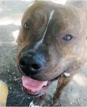  ?? PHOTO COURTOISIE ?? Ce pitbull verra sa vie s’arrêter au plus tard le 31 août à cause de son comporteme­nt trop dangereux.