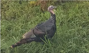  ?? DALE BOWMAN/SUN-TIMES ?? Wild turkeys have become common in Illinois, such as this one spotted in the fall of 2019 near Alden along a road.