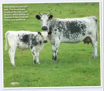  ??  ?? A Droimeann cow and calf. The Droimeann is one of the rare Irish breeds which will be on display at the Limerick Show next weekend