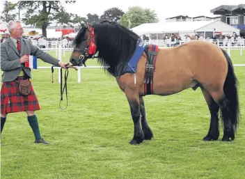  ?? Picture: Jim Crichton. ?? Glenbancho­r Gillebrigh­de was Highland Pony supreme.