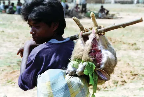  ??  ?? A tribal carries rabbits which he killed during a hunting festival in the Ayodhya jungle in West Bengal. Thousands of tribal people celebrate an annual nightlong festival in which they hunt animals with bows and arrows