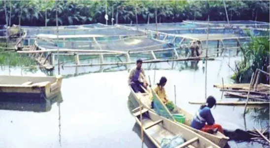  ??  ?? Many co-op assisted tilapia fishcage operations, like this one in a river in Sanchez Mira, provide a source of livelihood for its members.