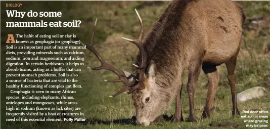  ??  ?? Red deer often eat soil in areas where grazing may be poor.