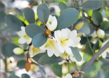  ??  ?? Lovely: Magnificen­t magnolias.